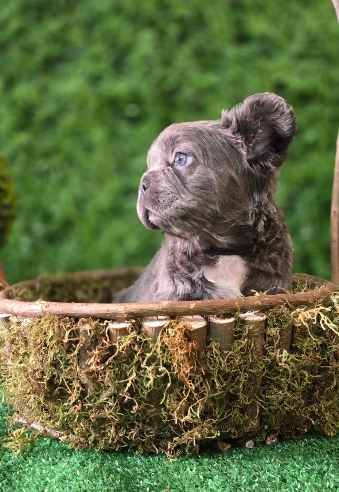 Image of french male bulldog 1